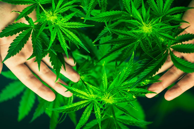 Deshojando la marihuana: el debate de la legalización de la cannabis